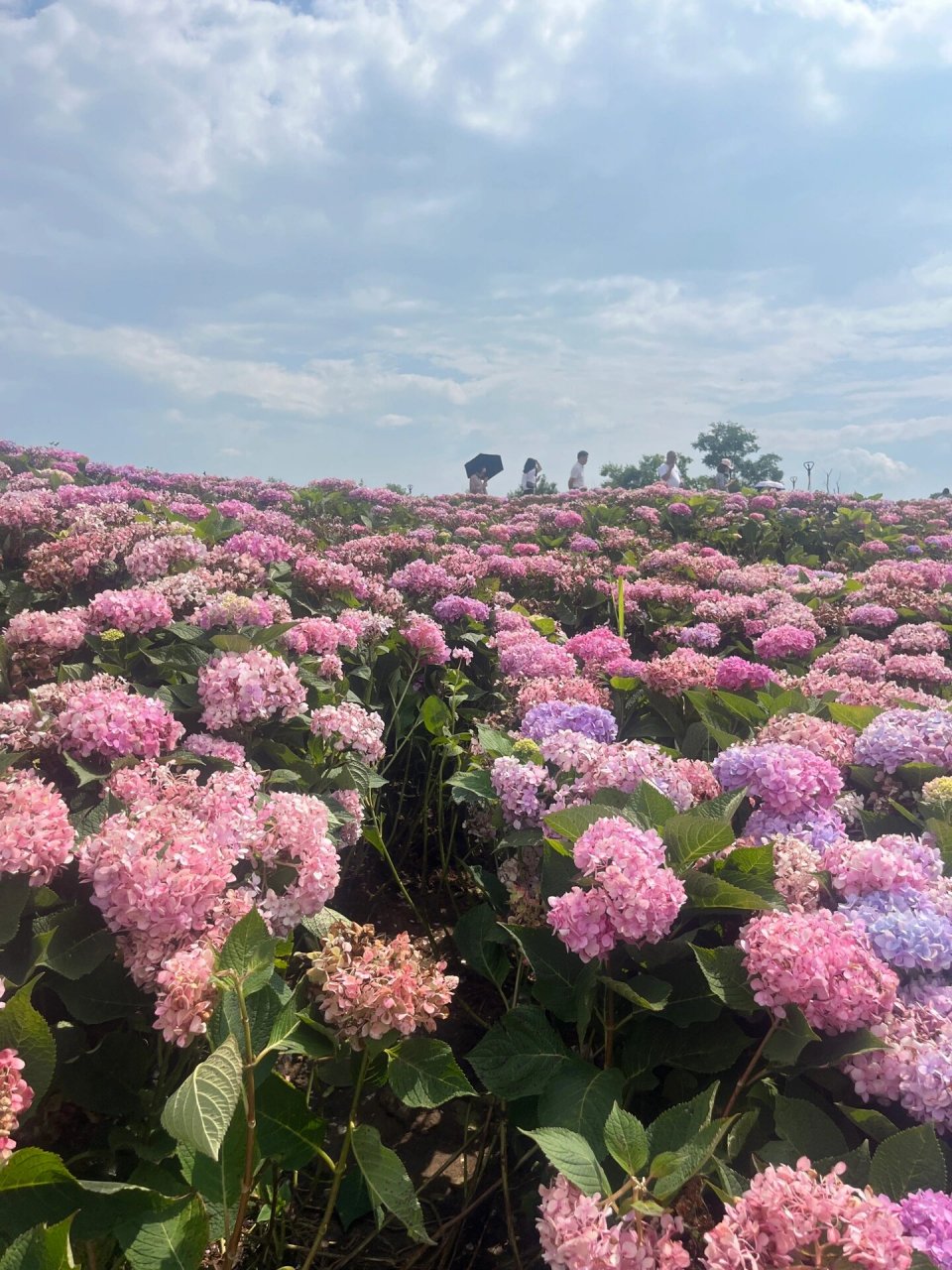 昆明花海 斗南湿地公园   昆明大片大片花海-绣球花 斗南湿地公园一直