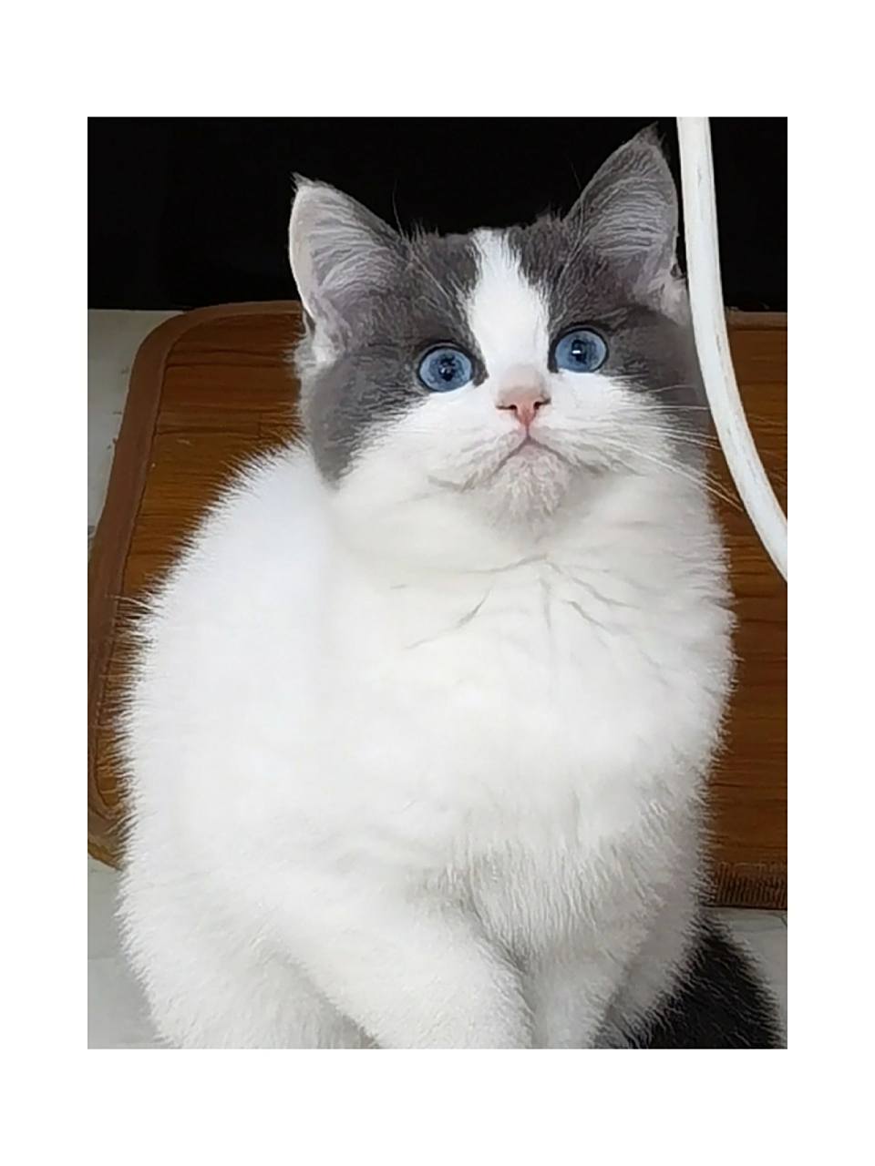 英短蓝白蓝眼睛应该是独一无二了吧哈哈眼睛颜色