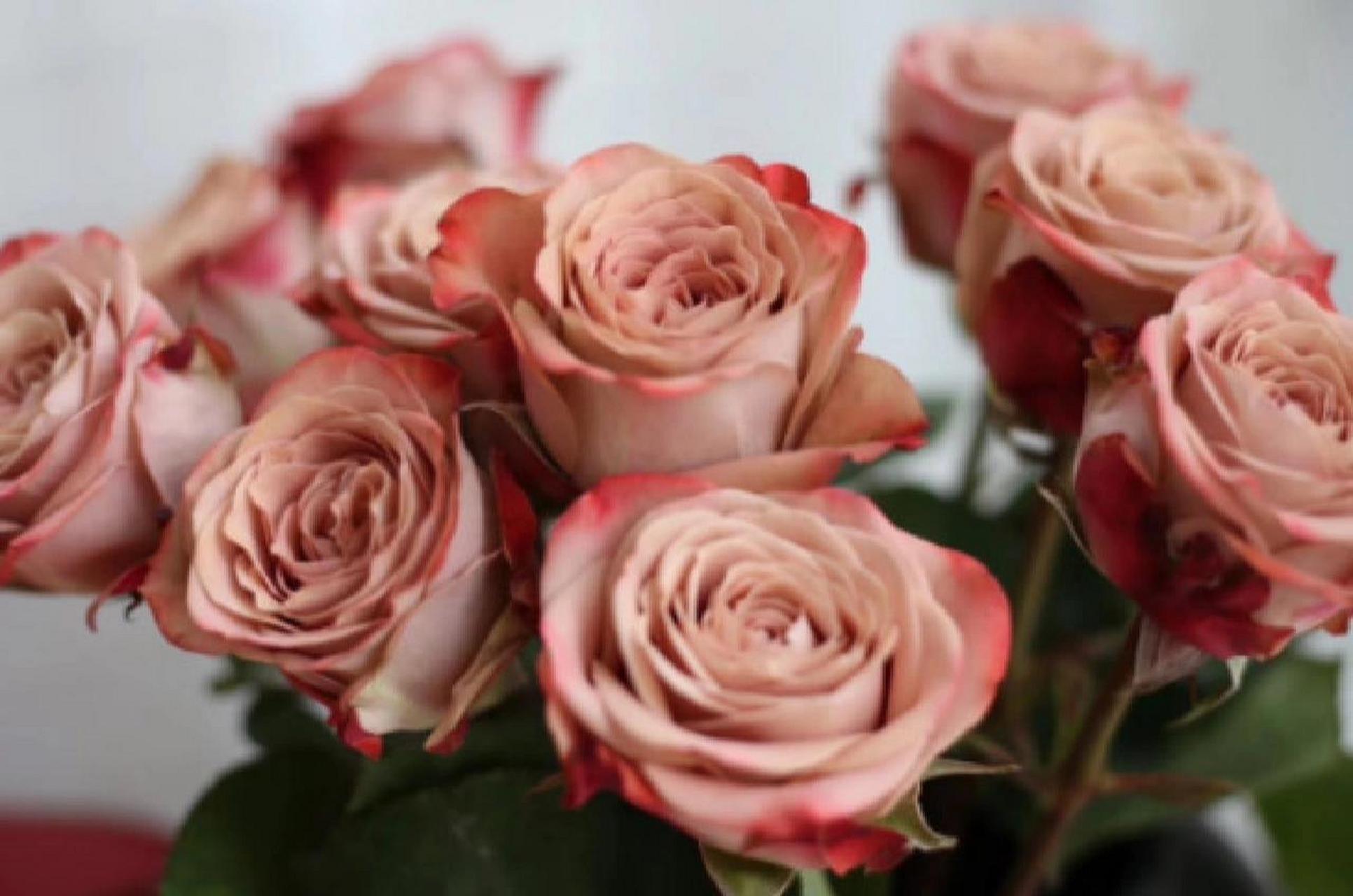 花材日记(105)——卡布奇诺玫瑰 花语:温柔的爱,不期而遇,十分喜爱