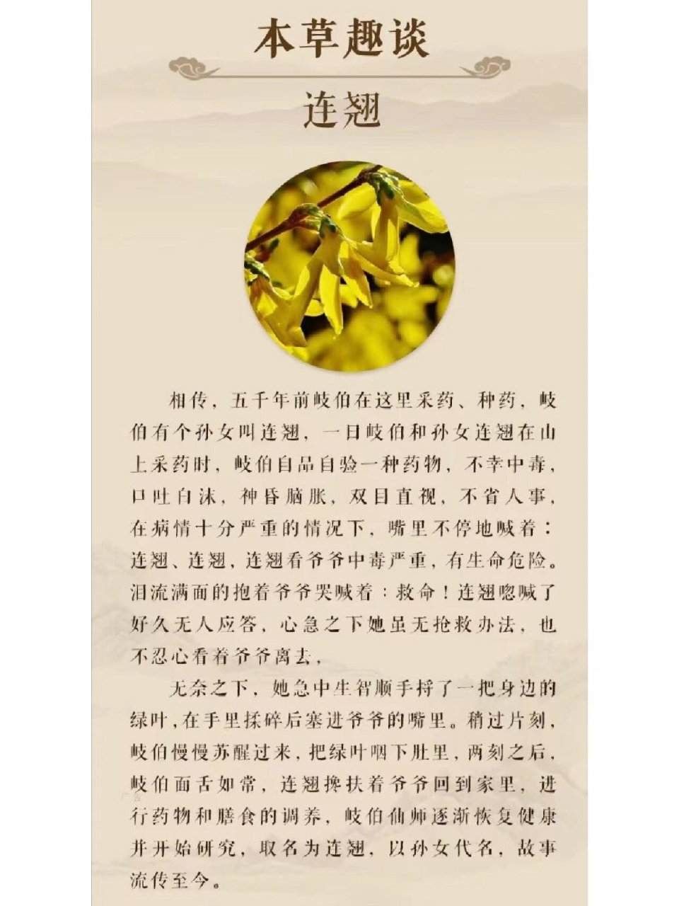 连翘归经图片