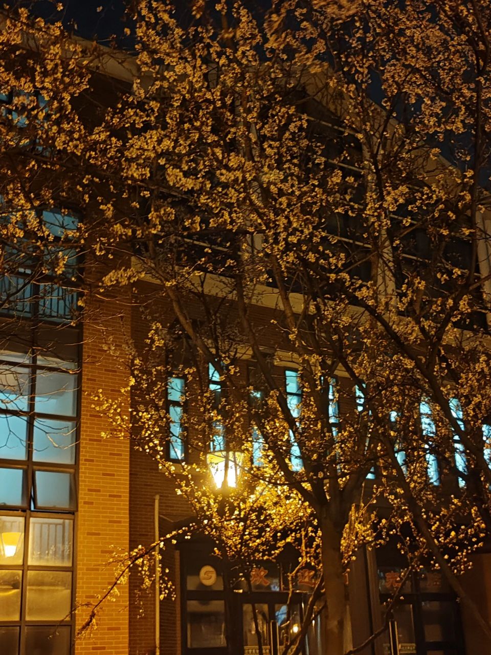 沙洲职业工学院真的很棒哟     学校里的白玉兰还有樱花现在都在开哦