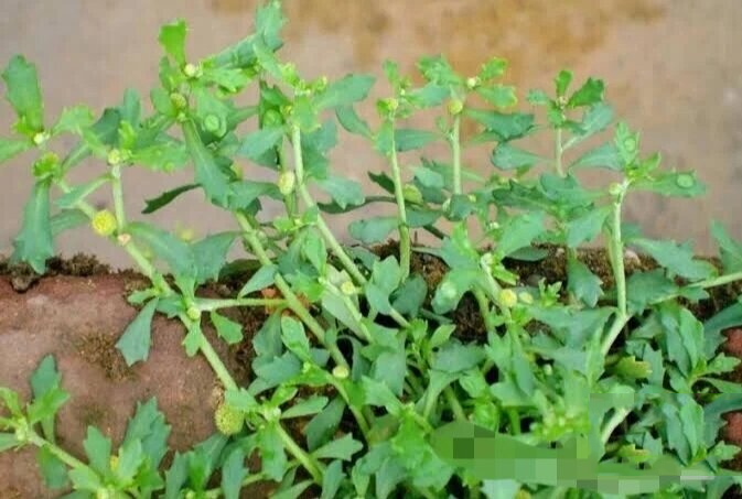 但是有所不同,不知道是不是因为地区不同,但生长环境不一样,珠子草长