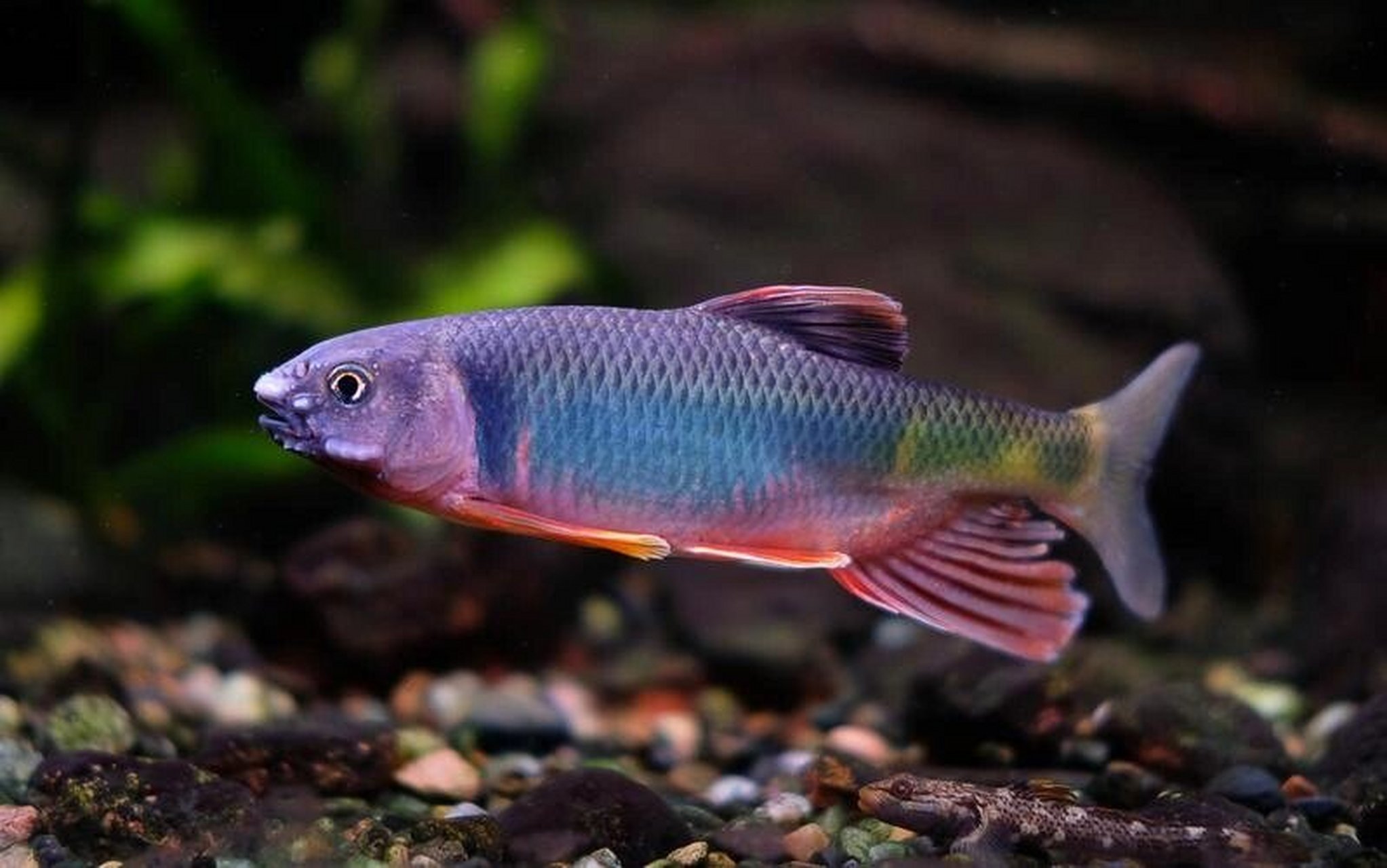 大家养了这么久原生鱼,对原生鱼类有多少了解?