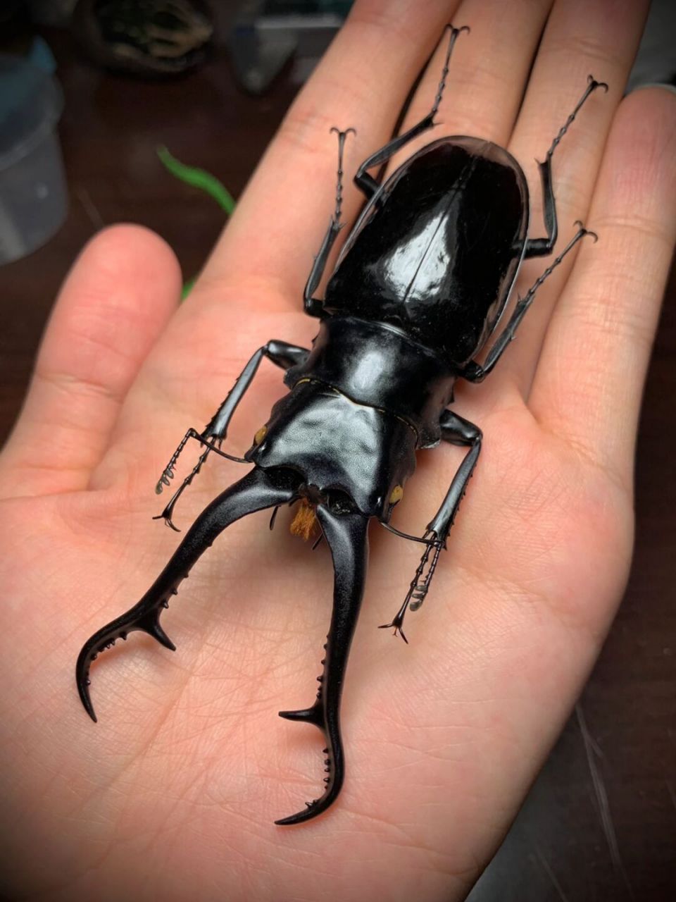 长颈鹿锯锹甲 来自菲律宾的pgd亮面鹿亚种,拉丁名prosopocoilus