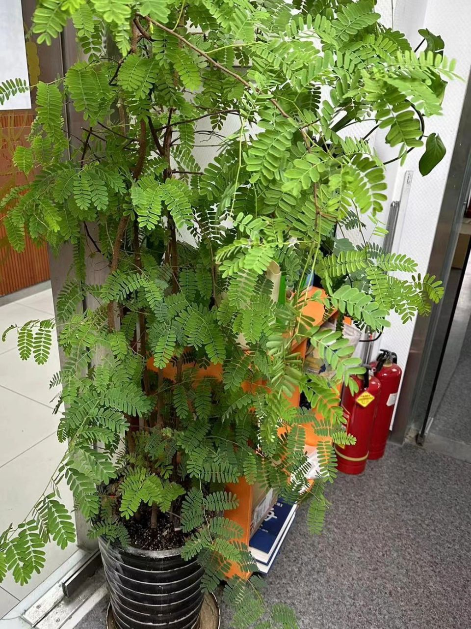 来报恩的酸角树|风靡一时的水果盆栽后来呢 记录曾经在公司养的下午茶