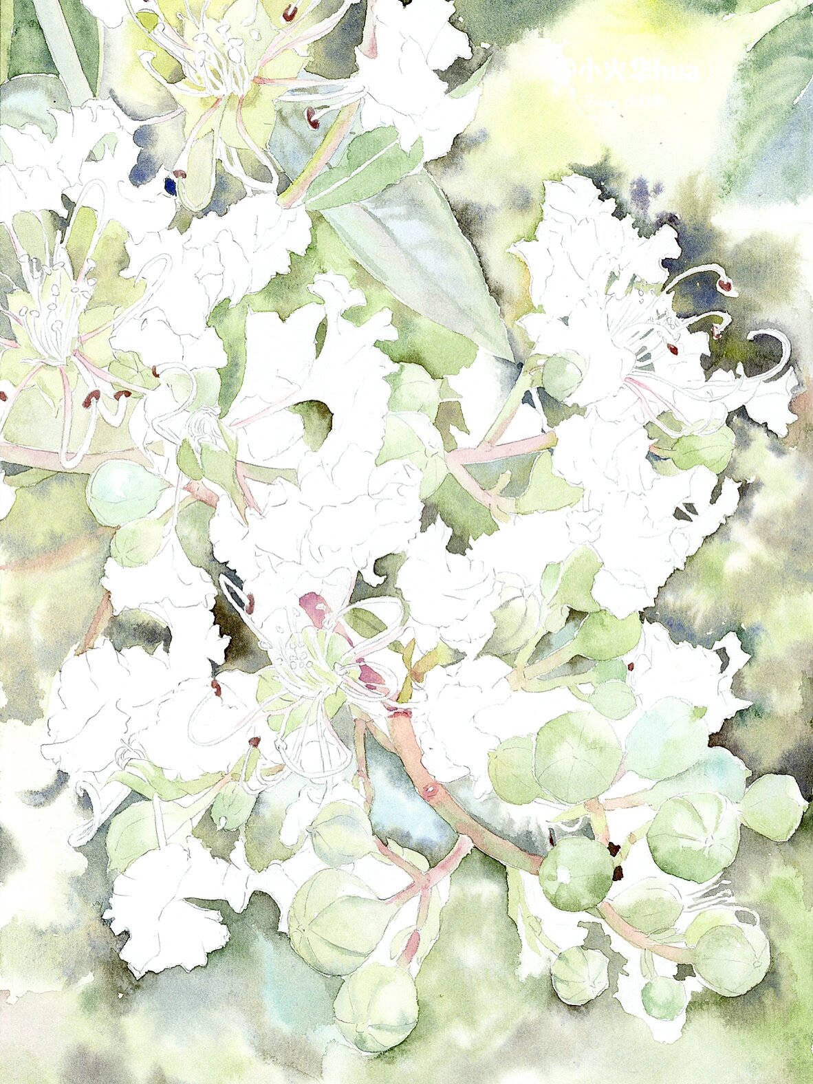 水彩花卉-白色紫薇花