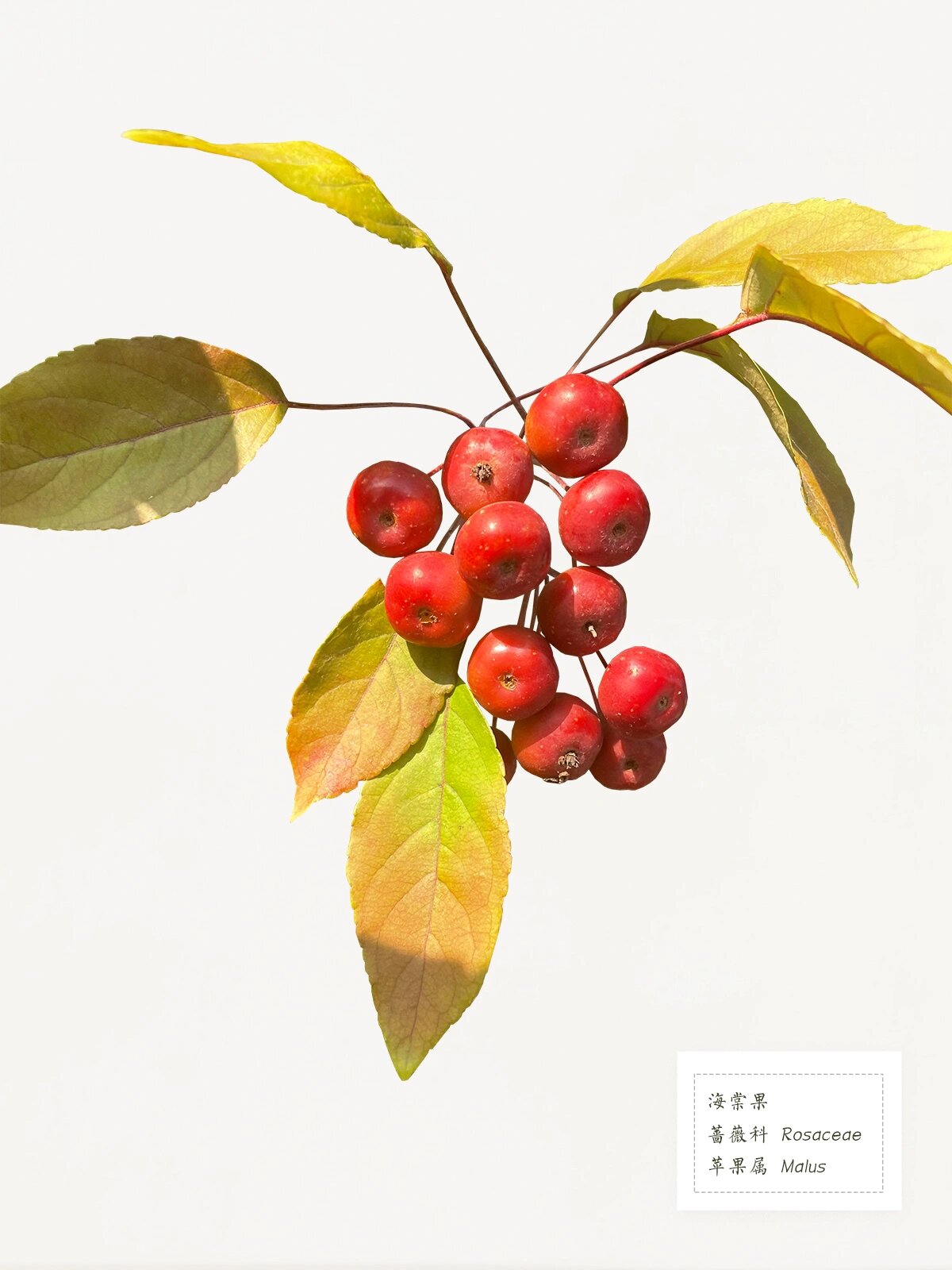 海棠果 只认识一种,紫海棠的果,春天时拍过花.