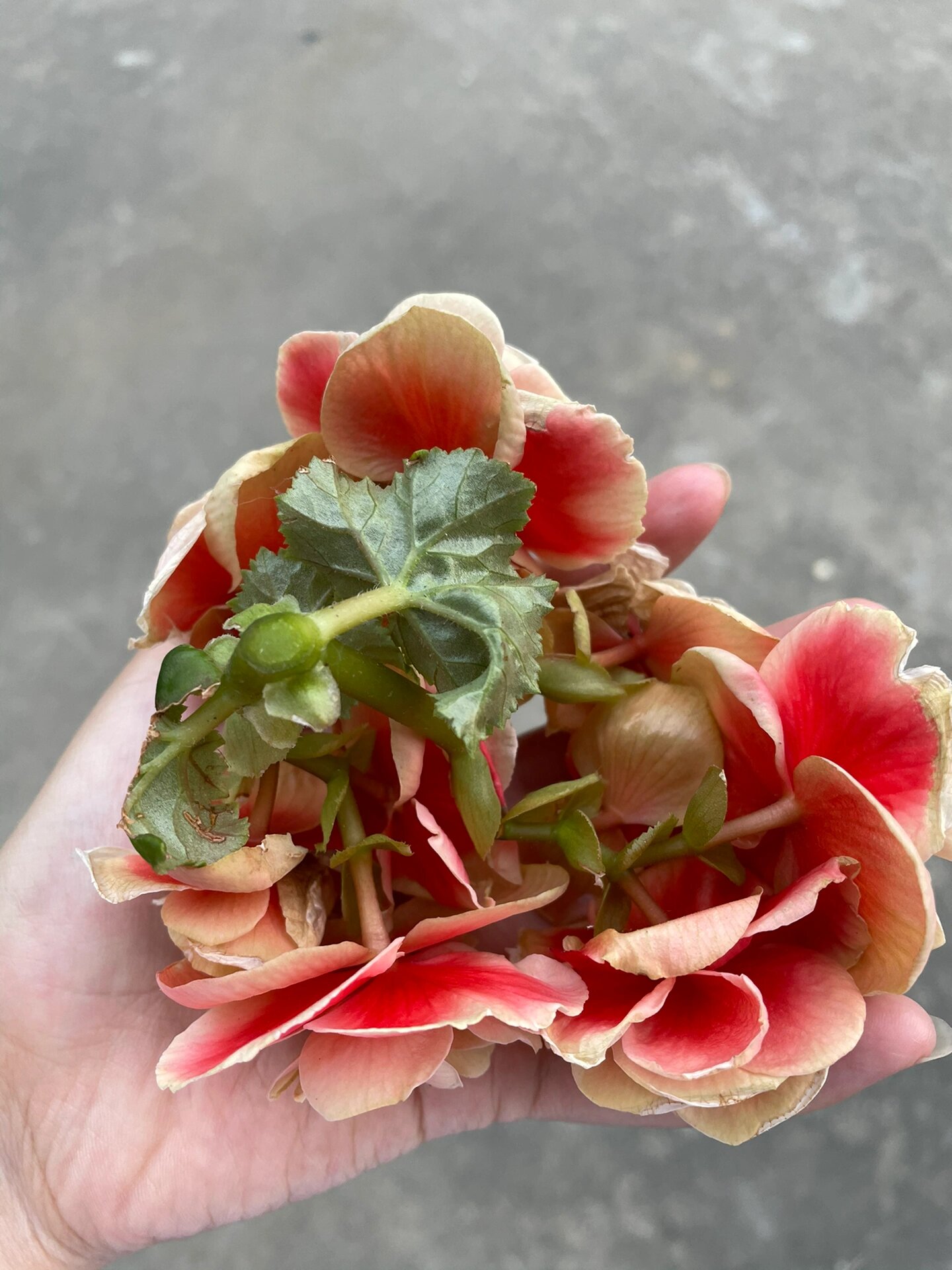 丽格海棠花后修剪,这位置行不?