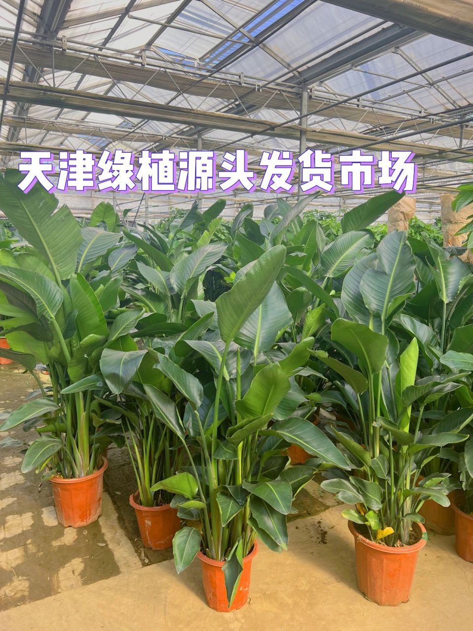 周末好去处00绿植盆栽批发市场·飞祥花圃 99地点:花卉示范中心b2