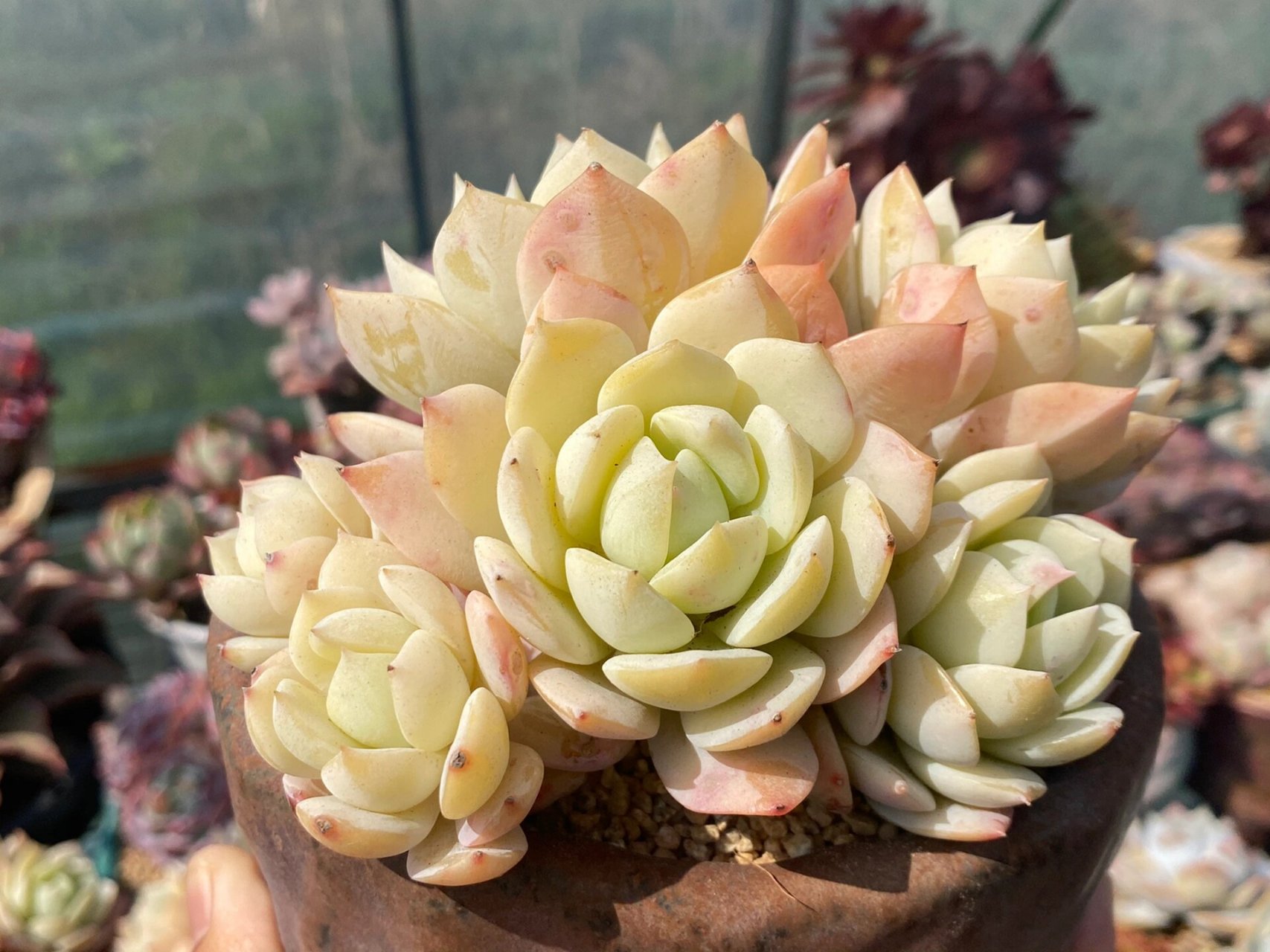 恋曲多肉植物 最近都是28-30度,开始步入夏天,多肉也随之开始褪色!