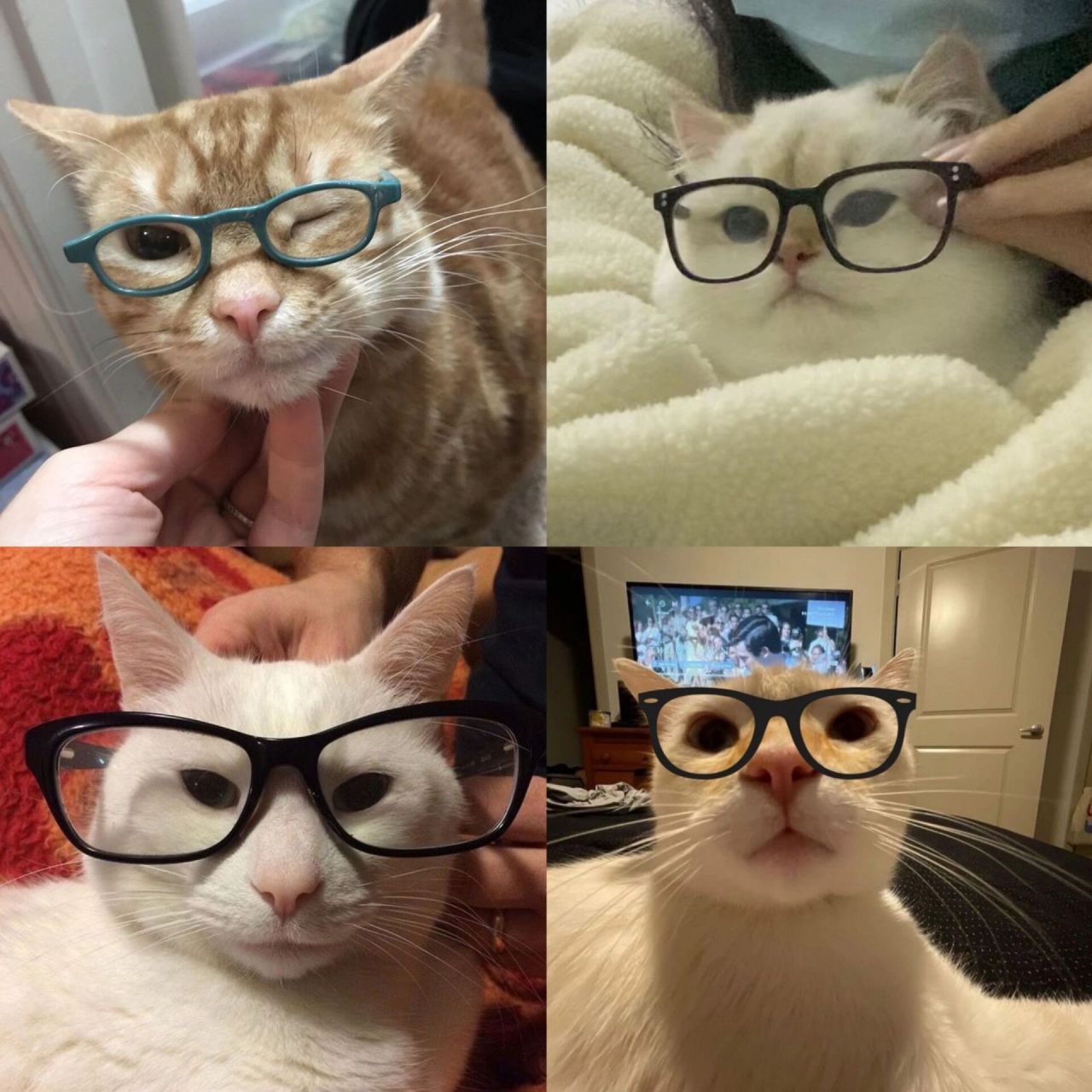 👓 眼镜小猫头像