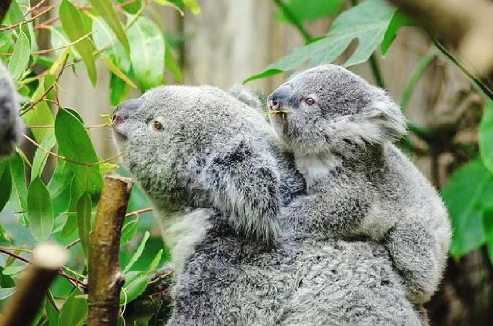 头憨脑939393方形粑粑缔造者 袋熊(phascolomidae) 78界:动物