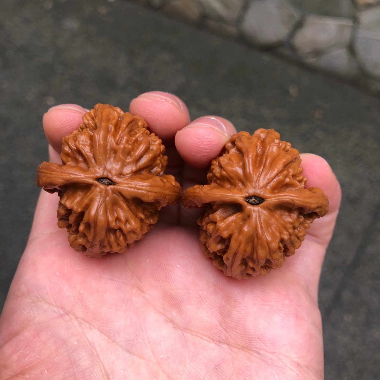 野生大红袍文玩核桃 野生小众大红袍!