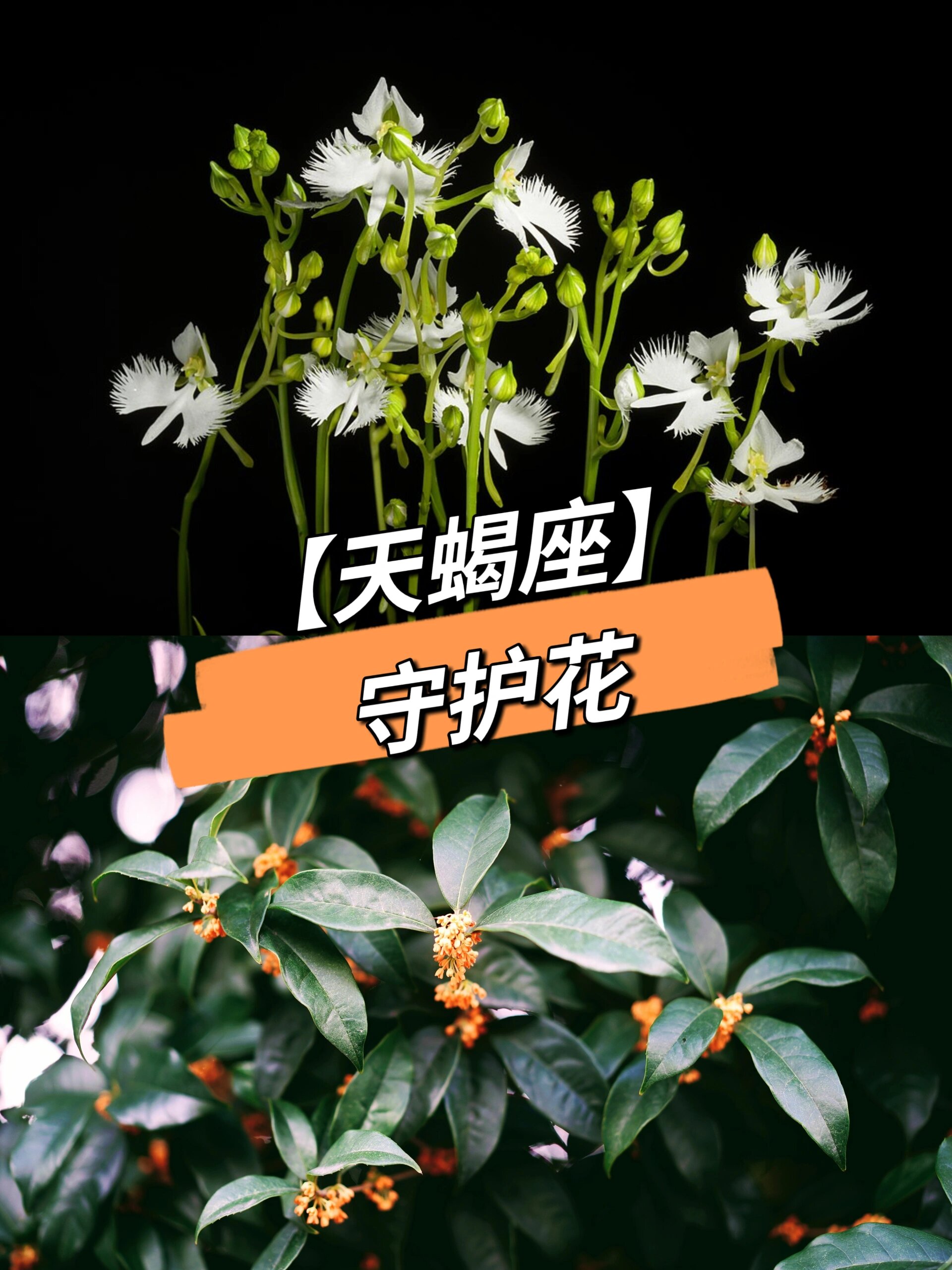 代表守护的花图片