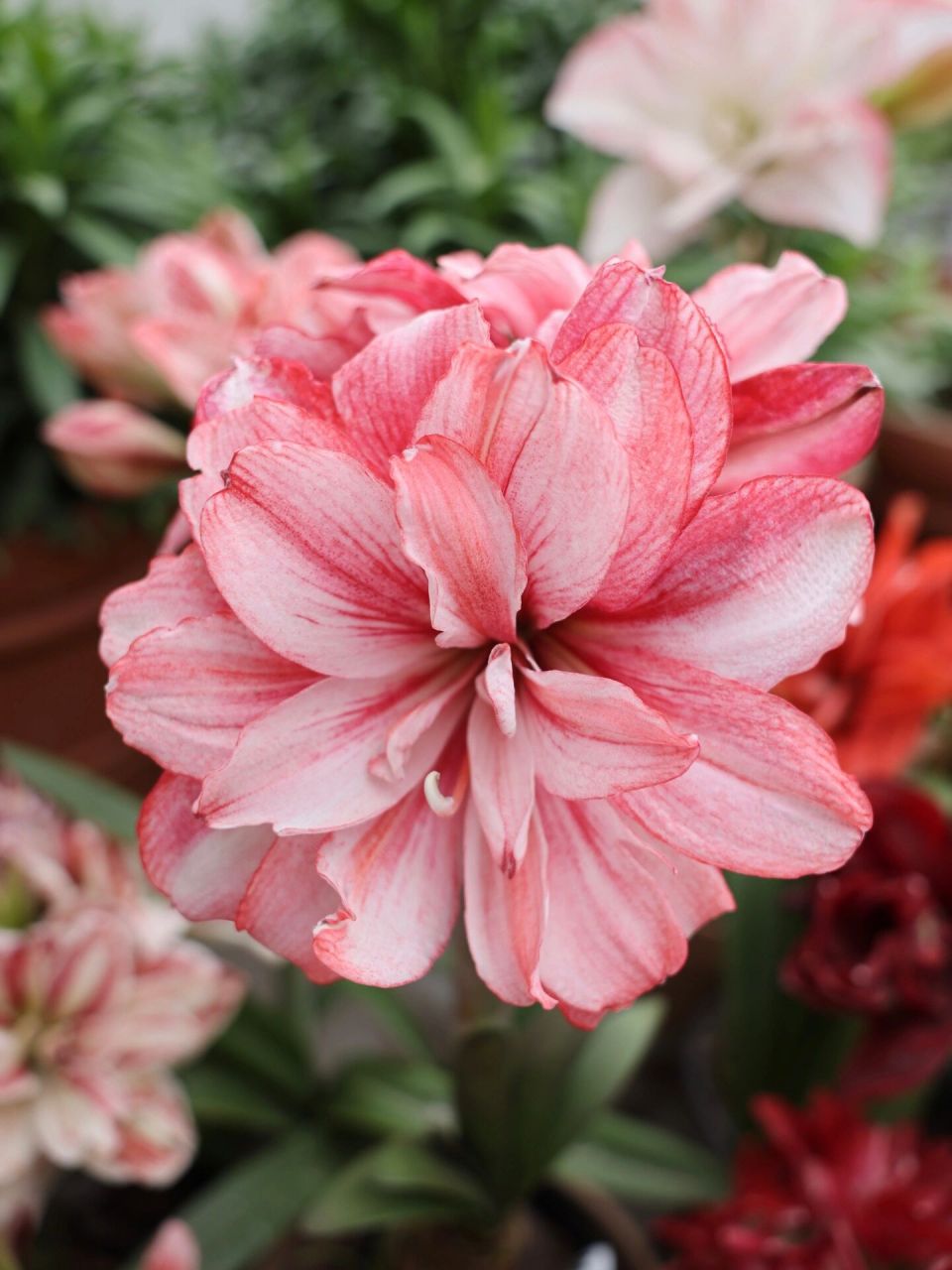 无限接近完美的神级朱顶红 【中文名】蒂卡梦幻/蒂卡仙女/梦幻仙 