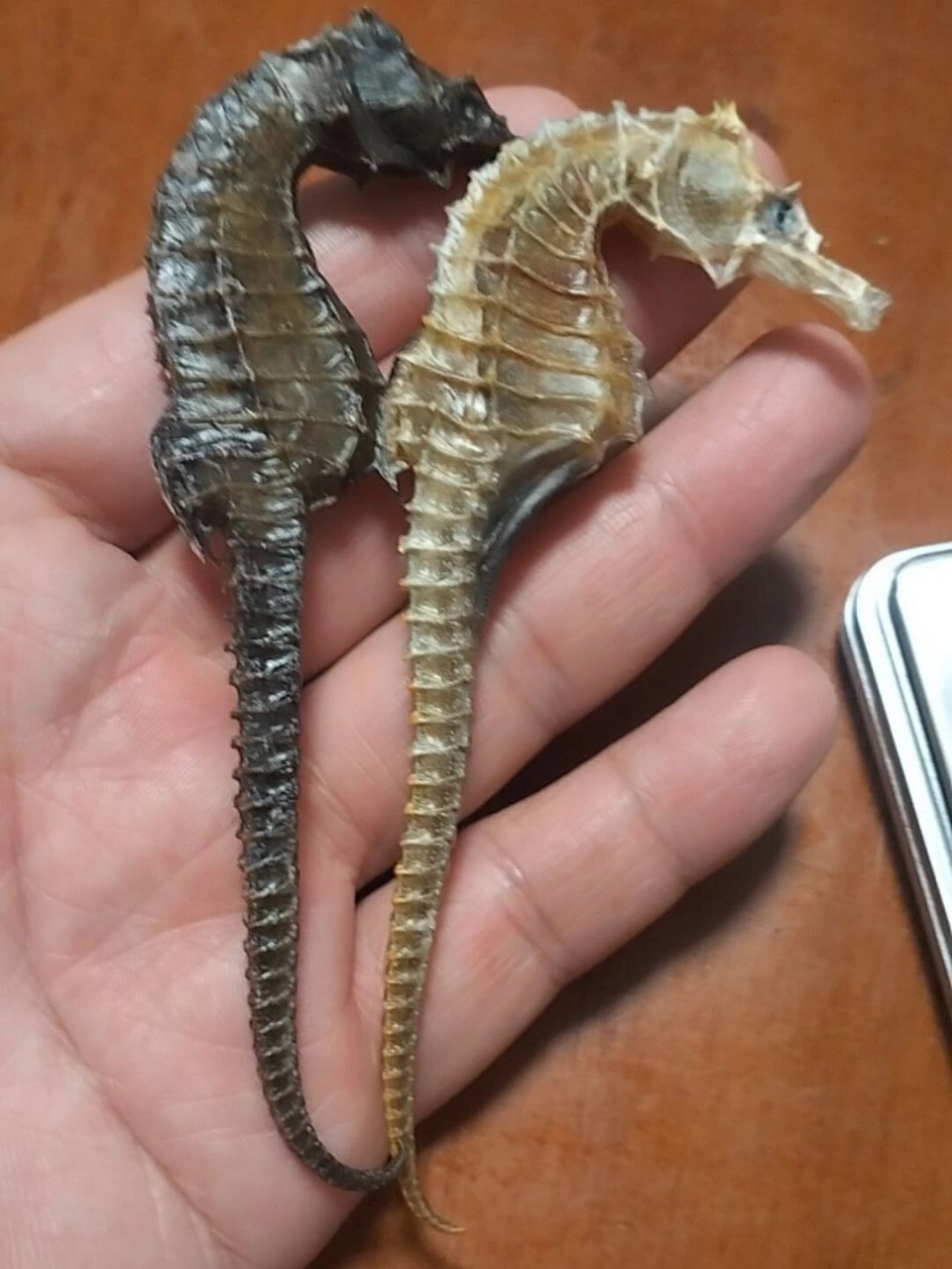 海南产地直供线纹海马 #海南海马干品# #海马干# #干海马# #海马产地