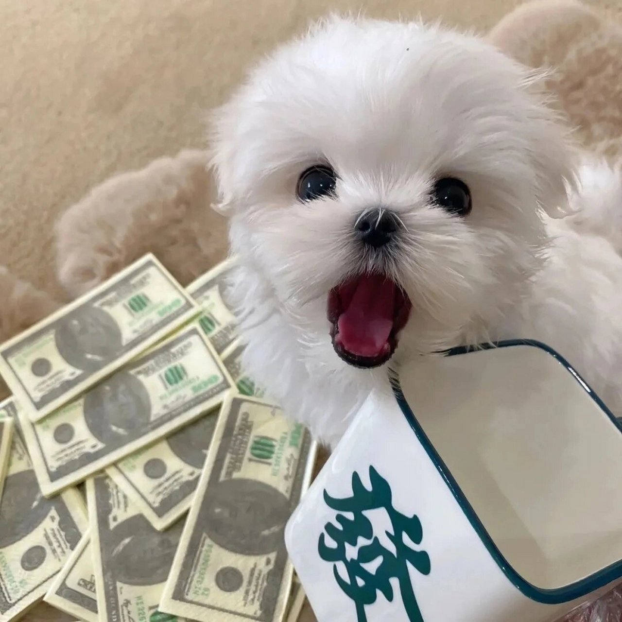 小众高级感wechat头像 好看的宠物头像来袭,小众高级的照片当头像背景