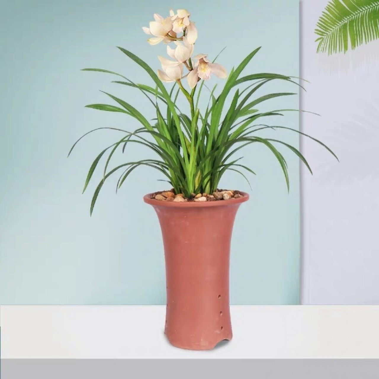 99每天认识一款植物——中国兰花 97(1)学名: cymbidium.