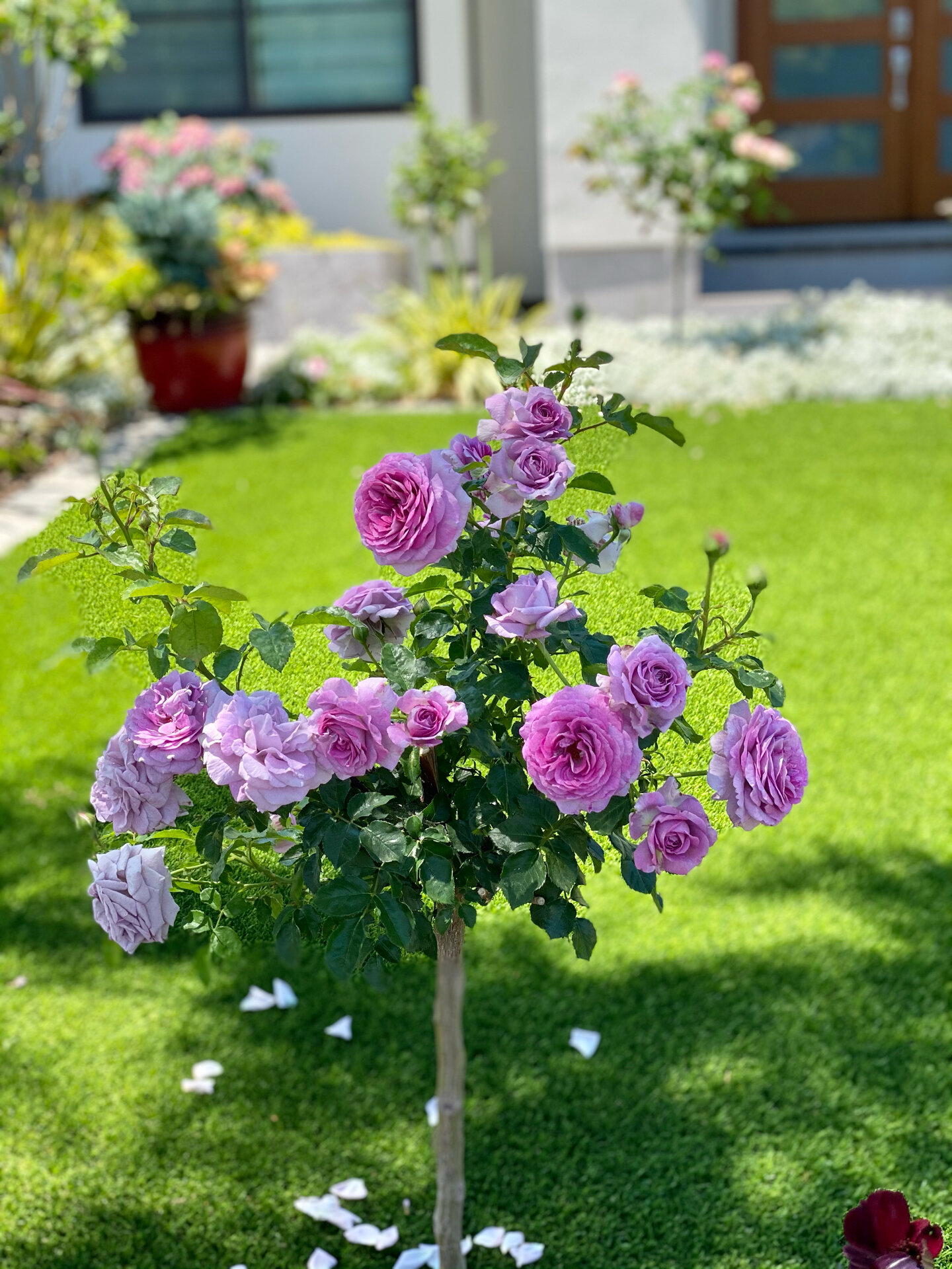 棒棒糖月季开花 大多数都是今年新种下的,月季最怕开成乱七八糟的八抓