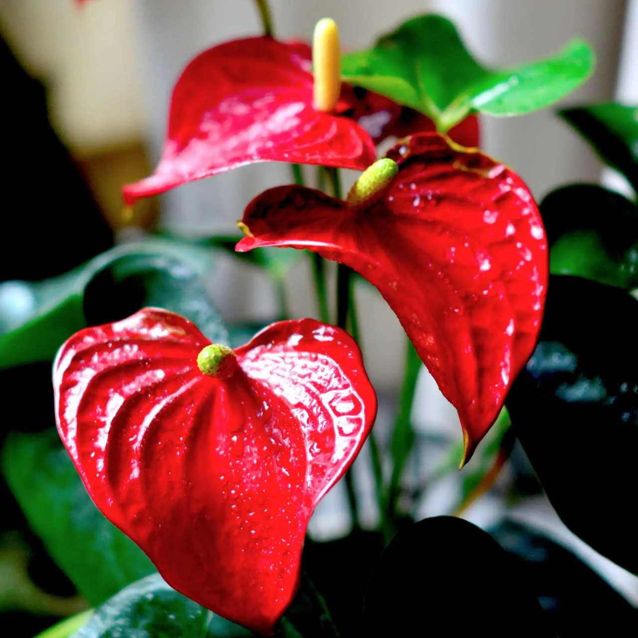 每天认识一种绿植:"大展宏图"红掌 91名称:红掌 00别名:红鹅掌