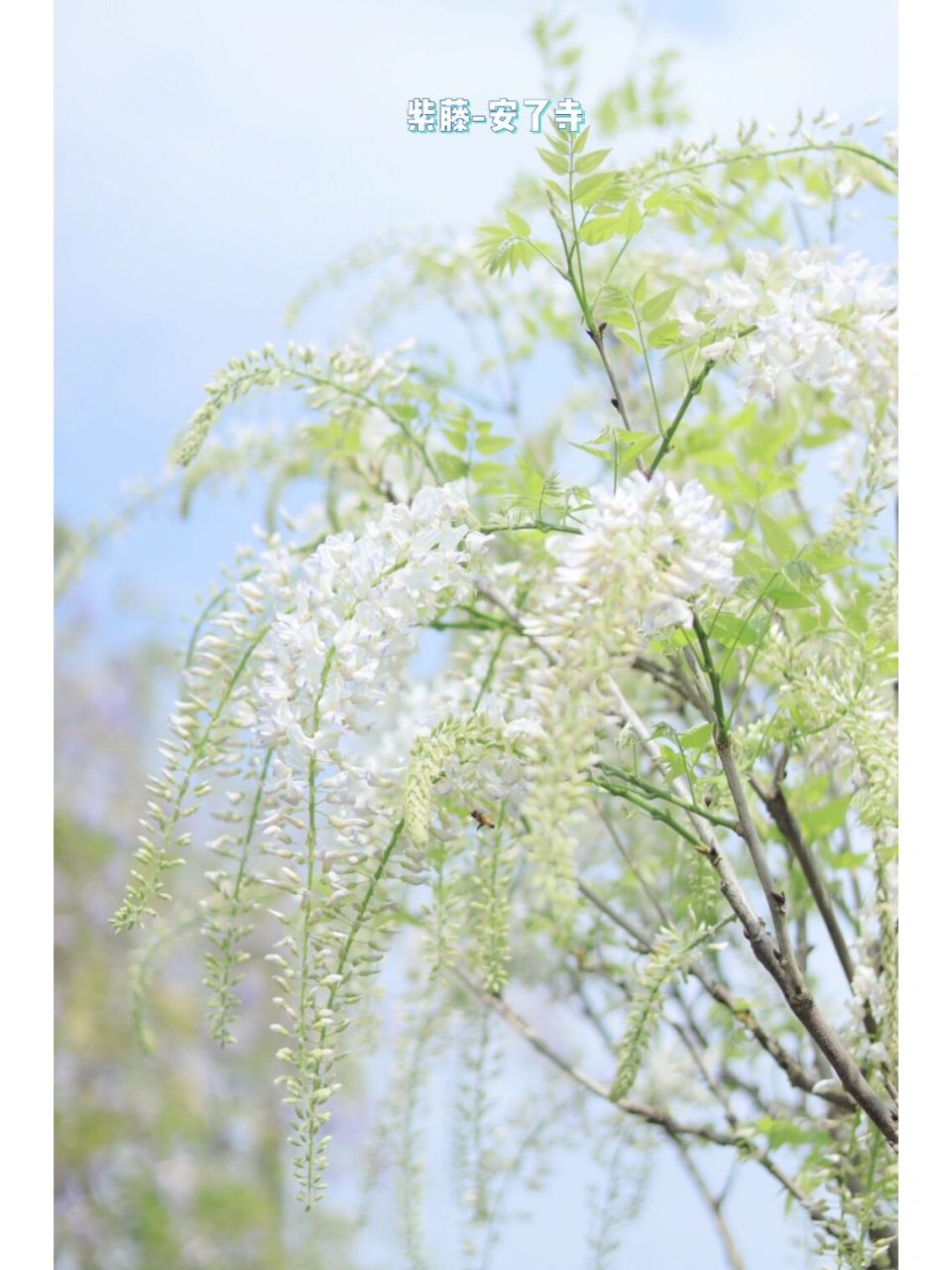 早安～|邂逅浪漫的紫藤花95—安了寺 #紫藤# #紫藤安了寺