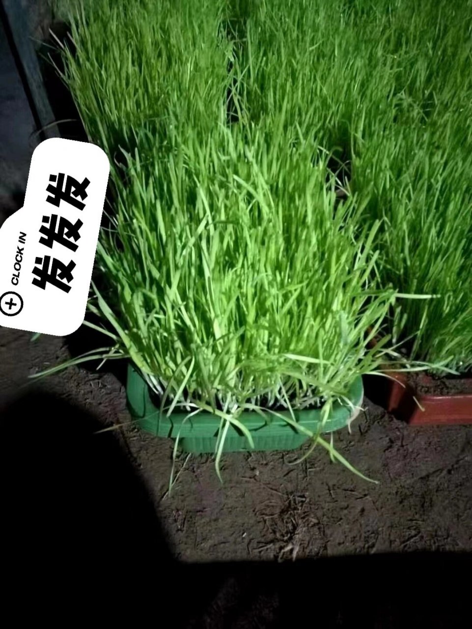 纯手工摘选黄韭盆景 南宫黄韭鞘白,南宫黄韭原名丰本,又名韭黄,俗称