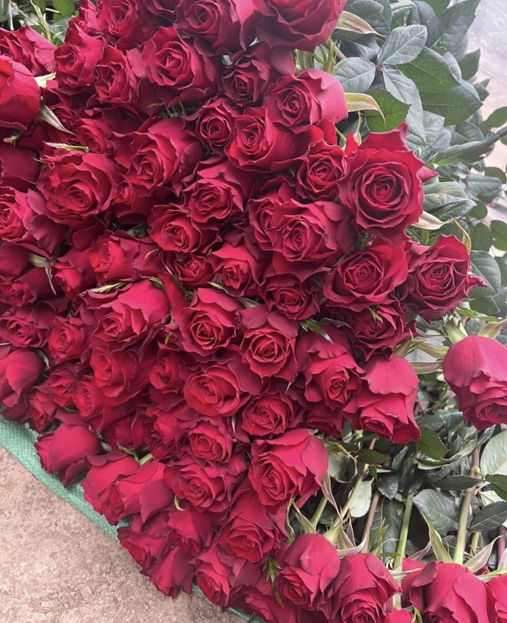 红玫瑰:高原红玫瑰 高原红是常见的一款红玫瑰,酒杯型花头,不会开得很