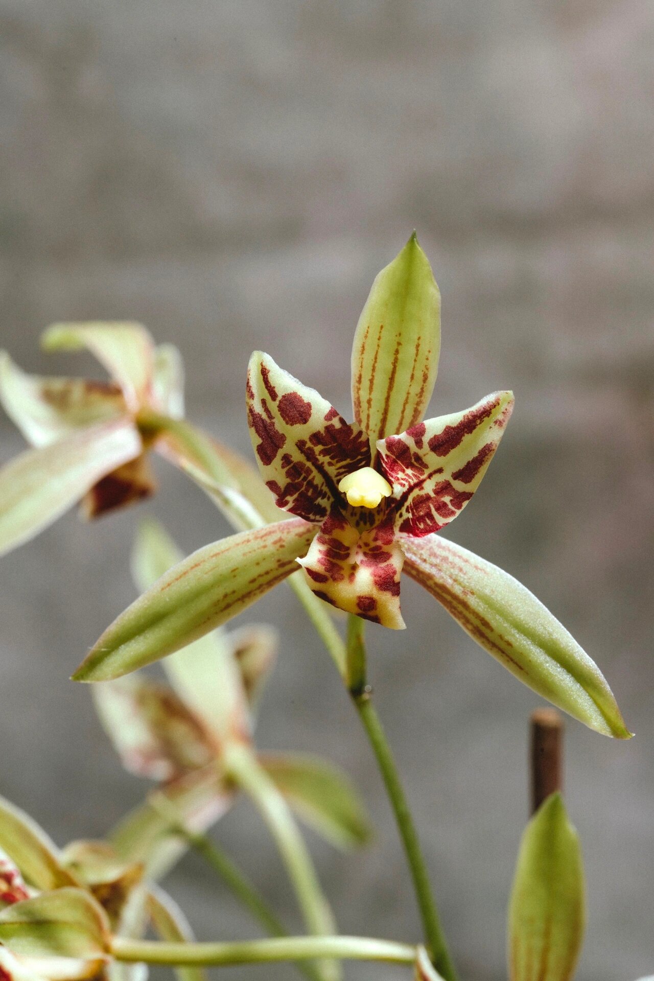 建兰:宝岛仙女 盆景式种植