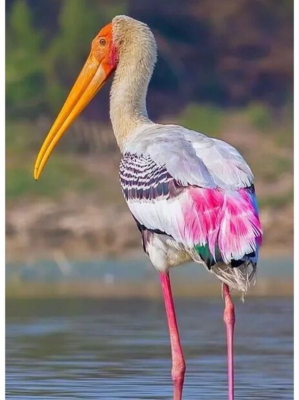 超美的粉色小裙子大嘴鸟--白头鹮鹳  	 漂亮极了的大嘴水鸟哦!