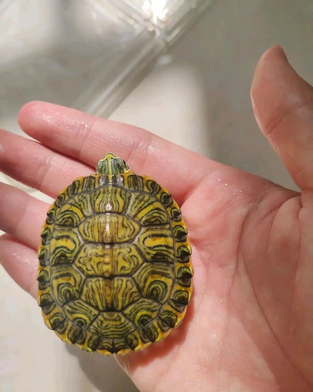 巴西脸龟类:黄耳龟             黄腹滑龟 ,亦称黄肚红耳龟,黄腹彩龟