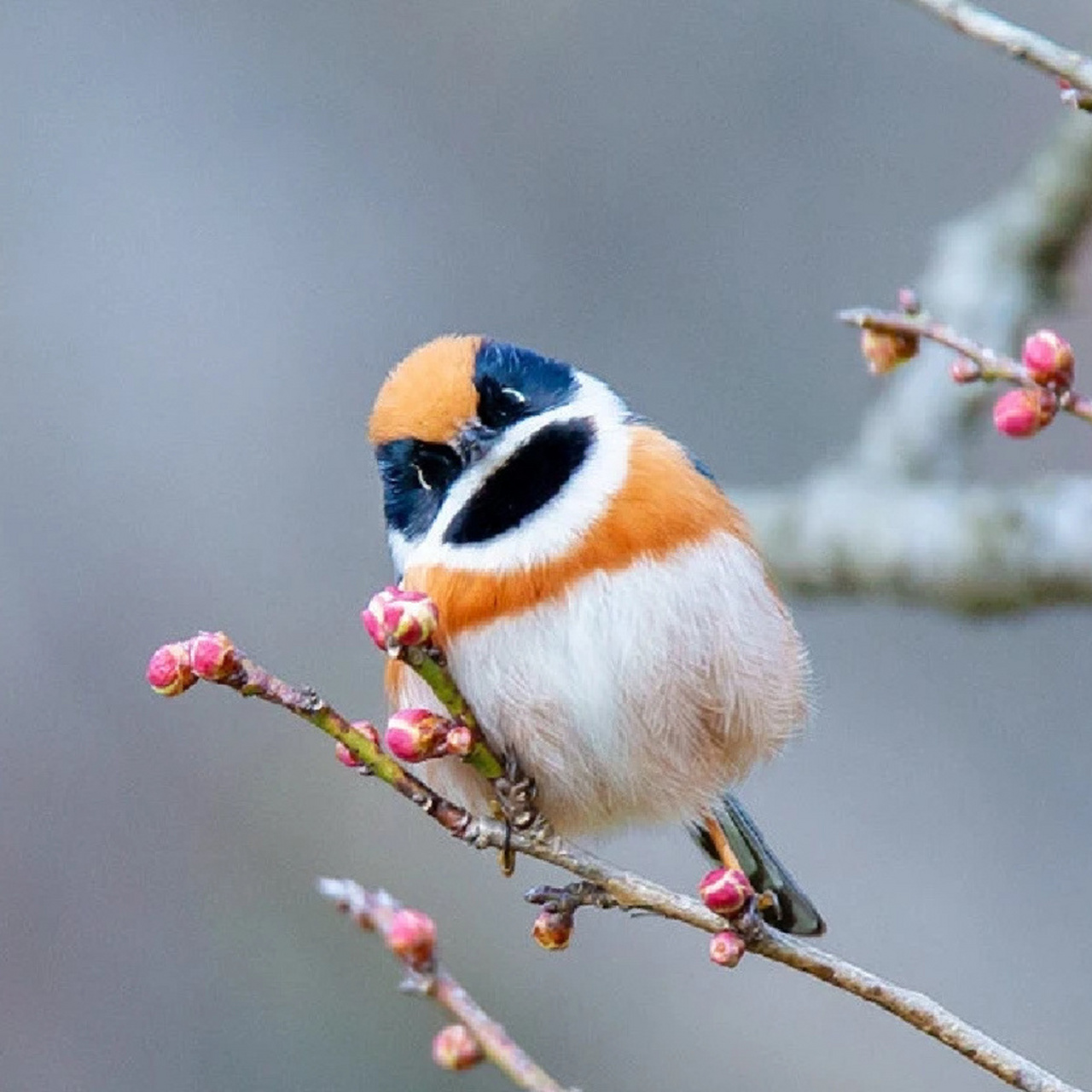 鸟中"小熊猫"——红头长尾山雀   体长10厘米左右,长相呆萌可爱,常被
