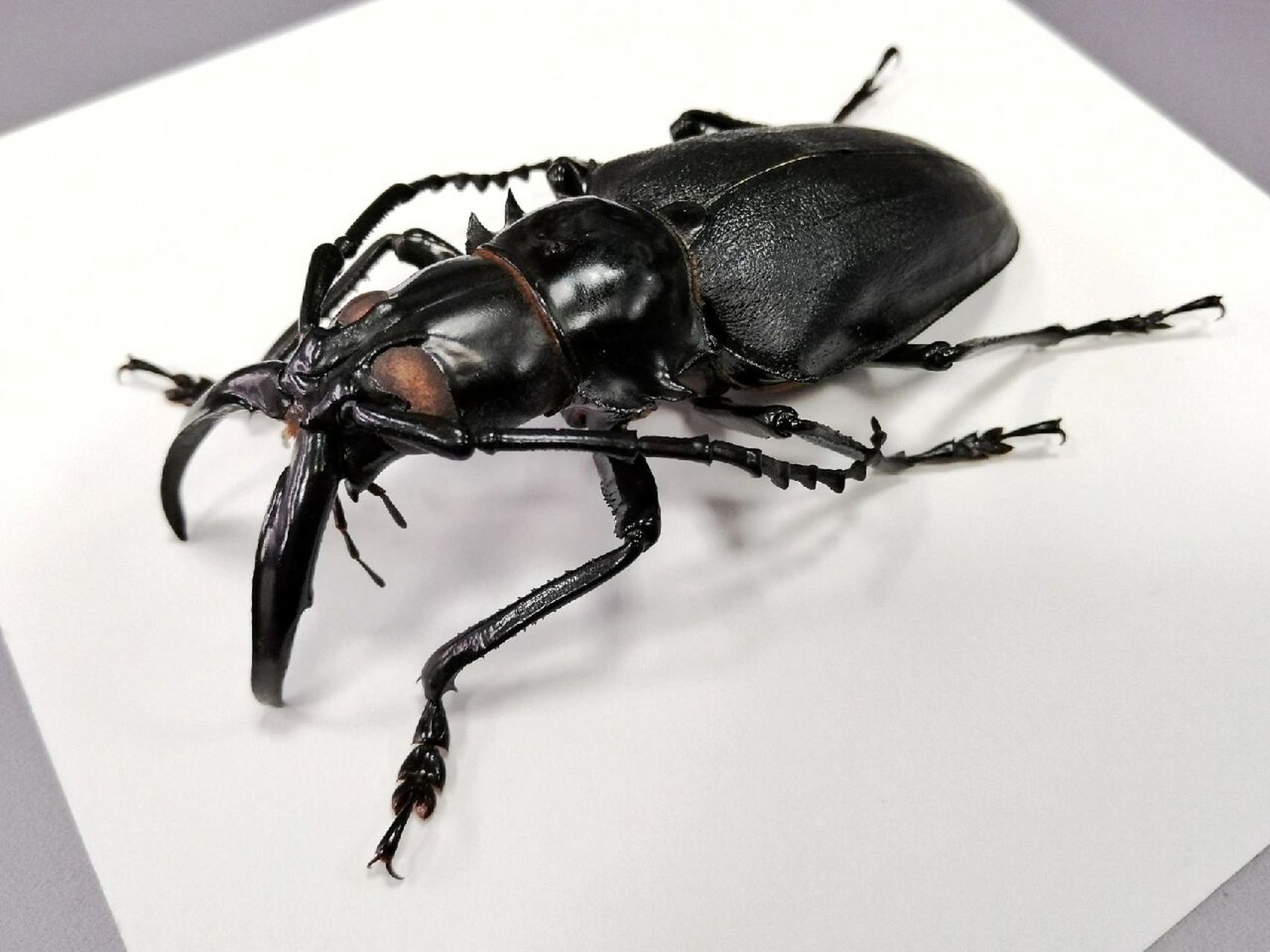 牛系列(13)我有一对大牙 象牙土天牛【dorysthenes walkeri】又称海