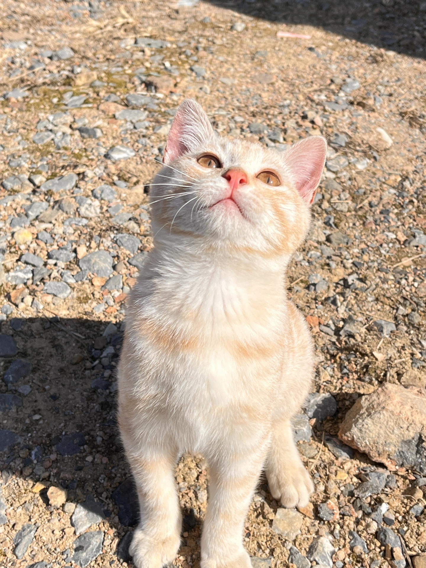 乳白色的浅色橘猫