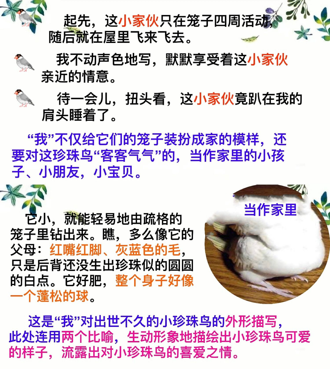 五年级上册《珍珠鸟》原创板书设计 昨晚思索77设计大概花了2个小时