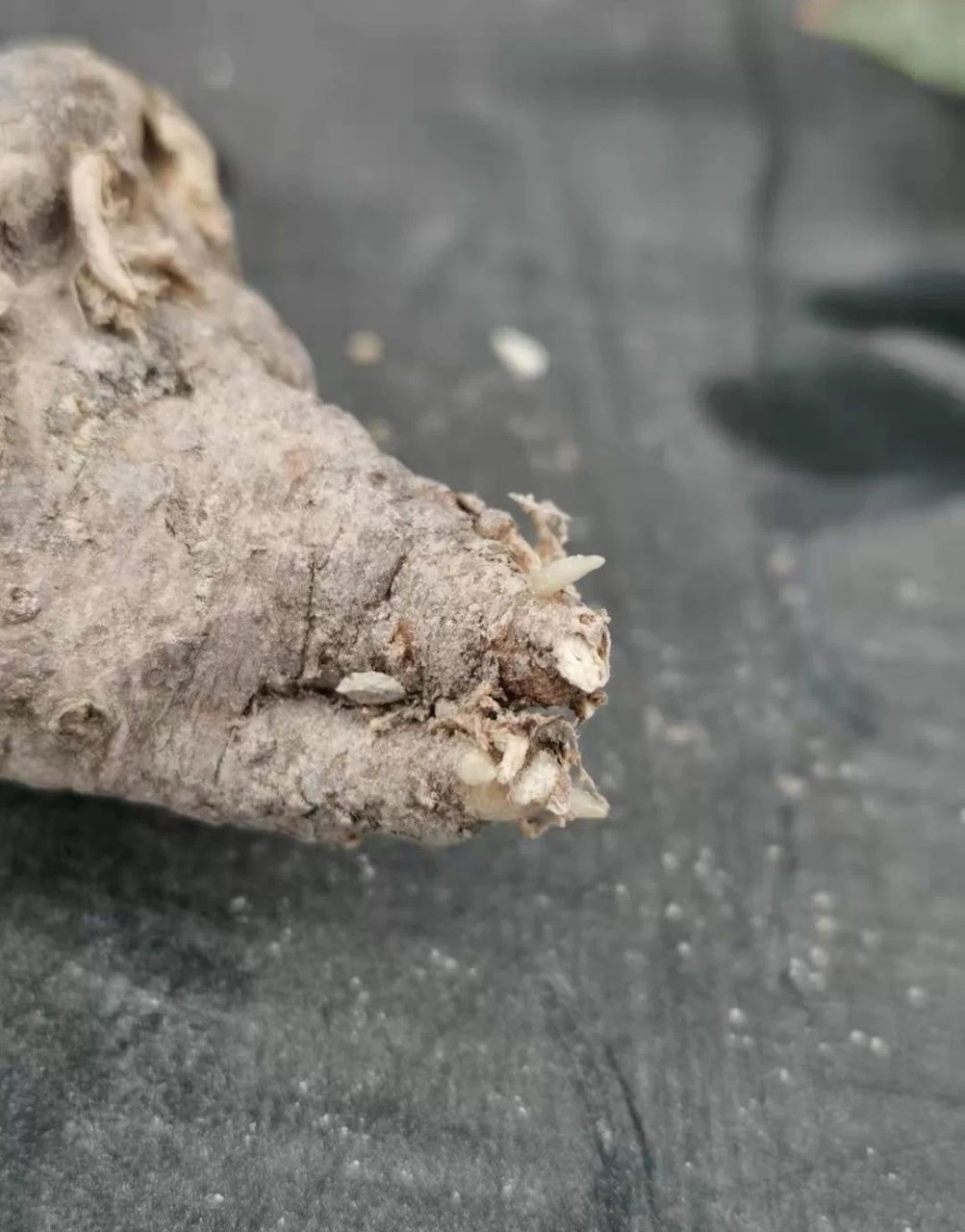 浅谈仙人球之(修根) 有很多新手害怕修根,怕影响球的恢复,还容易在晾