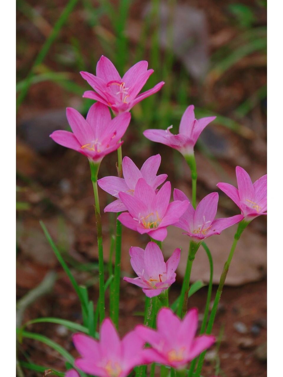 叶子像韭菜开粉色的花图片