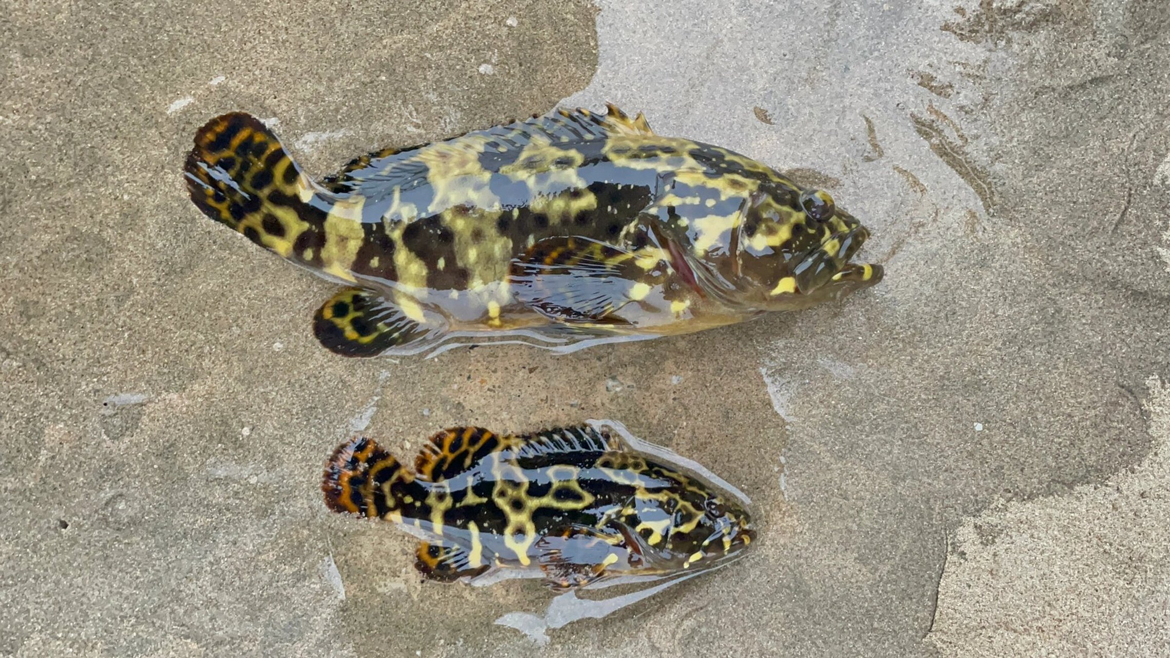 打卡文昌网红钓点7099 99文昌·烟墩村 	 #海南钓鱼# #路亚