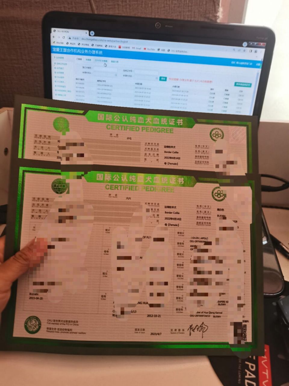 办理cku血统证书 两只边牧办理cku血统证书 鞍山cku俱乐部 办理各类