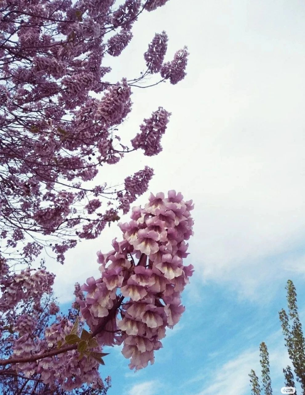 小时候院子里有棵梧桐树,一到这个季节,满树开花满院花香,熏的头疼,也