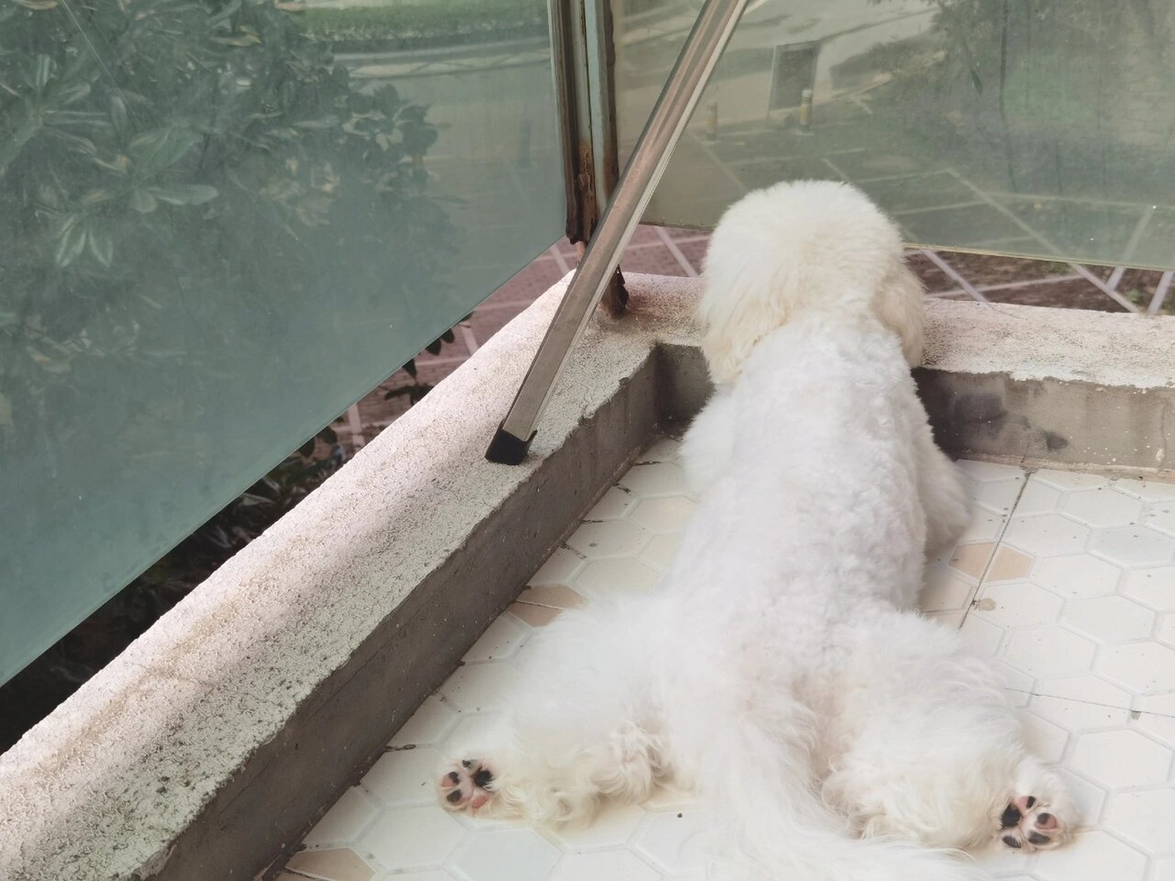 比熊尾巴 六个月的胖子体重就要突破5kg了每天都在地上趴着.