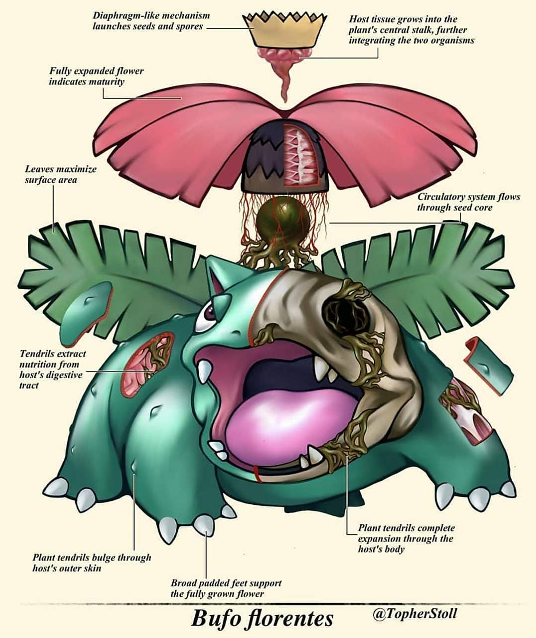动漫 神奇宝贝 妙蛙种子,妙蛙花,妙蛙树的内部结构图,它的根就相当于