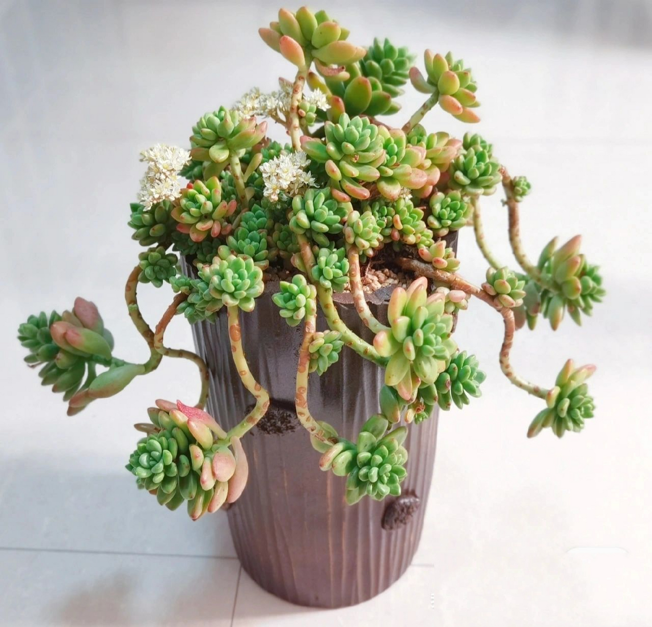 是罗琦和香奈儿的杂交品种.