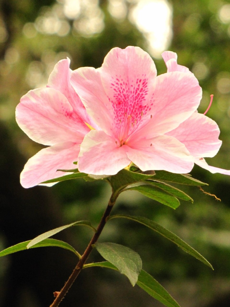 赏无不尽-杜鹃花 粉色系杜鹃花有着扇子形花瓣,花蕊是几个小黑点,就像