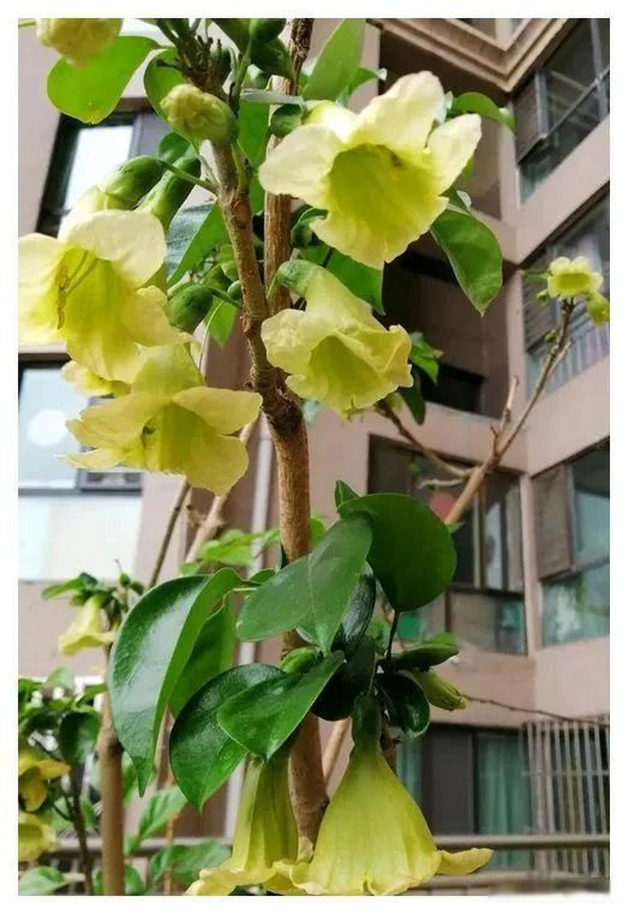 幸福树要养几年才会开花?