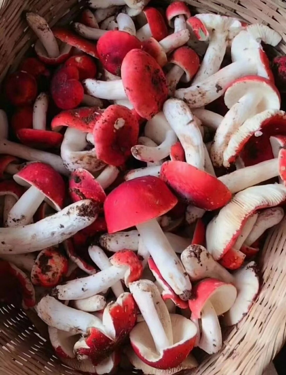 云南纯野生大红菇月子菇 红菇这种野生菌没有什么高大上的名字,只因它