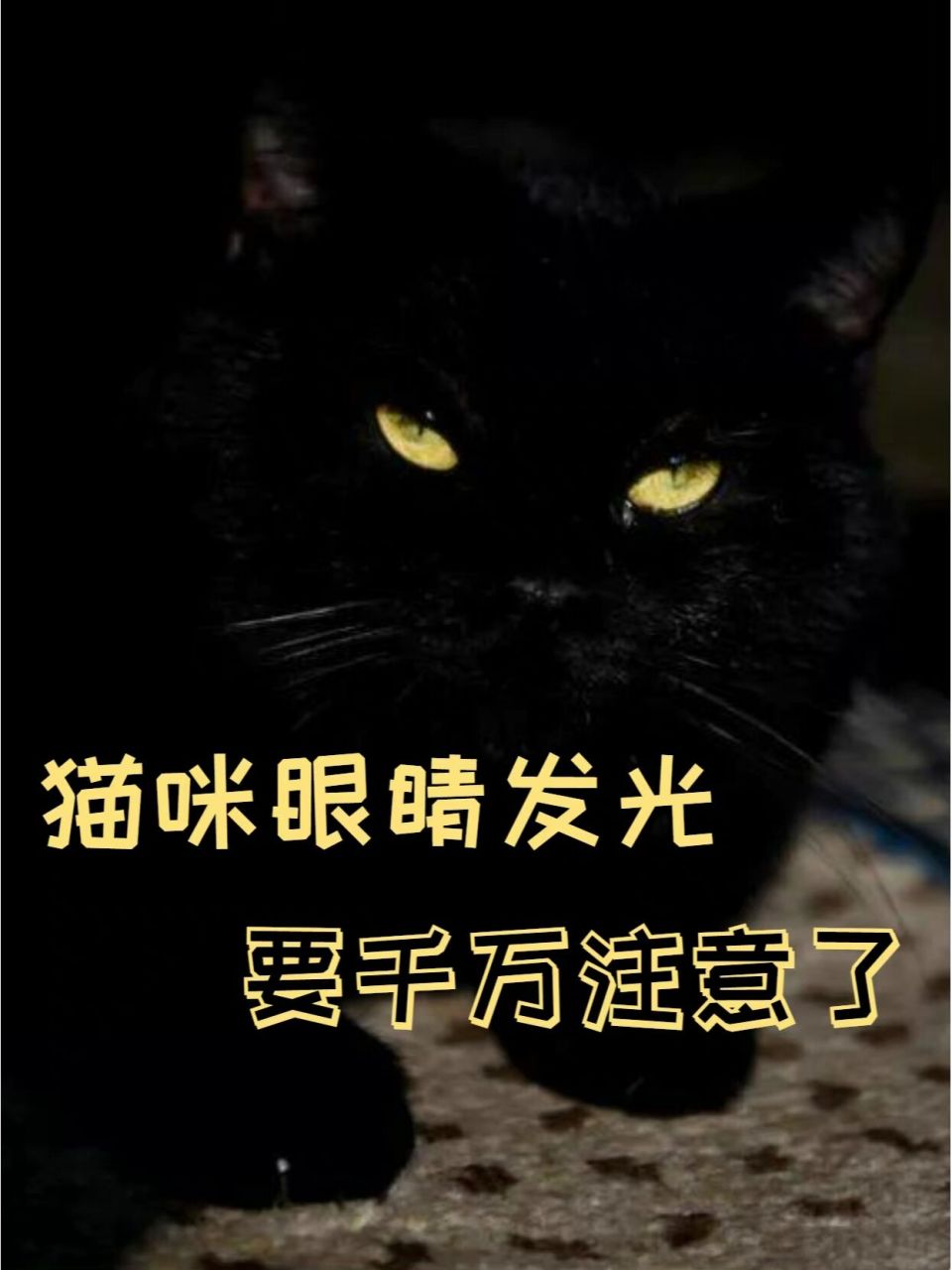 猫咪眼睛发光 要千万注意了 大家应该在晚上的时候都见过猫咪吧?
