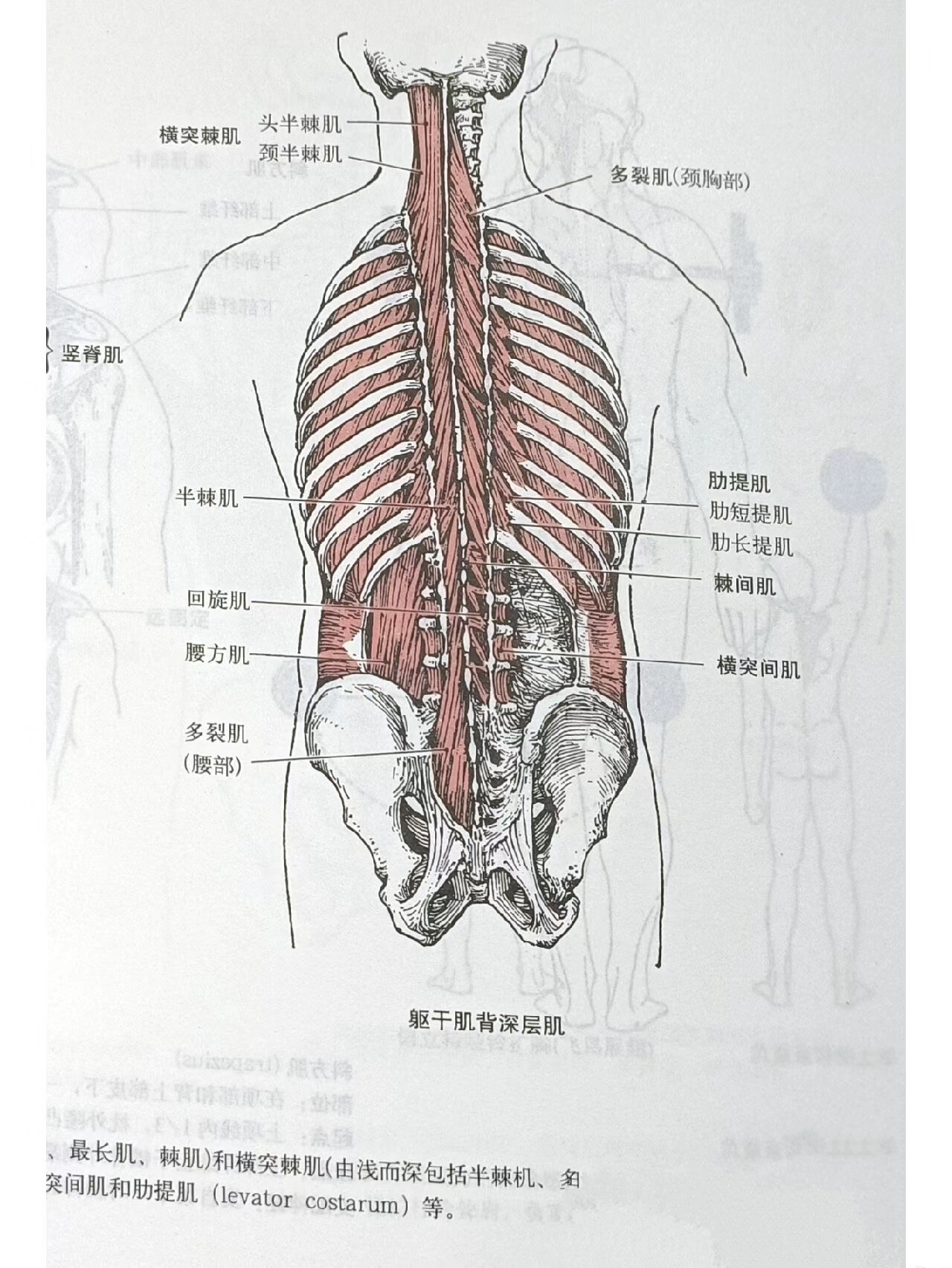 背部肌肉群图解图片