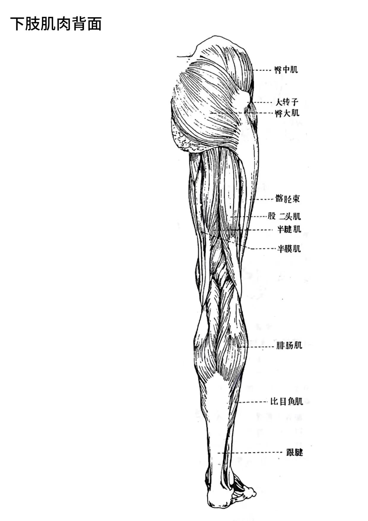 人体解剖腿部肌肉图