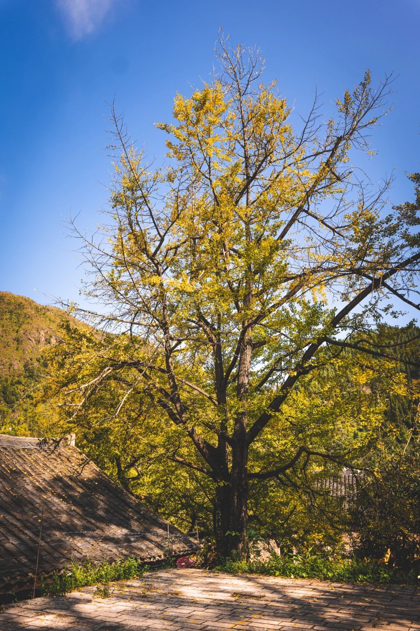 世界古银杏之乡—妥乐村 8787 	 妥乐村是贵州深处的一个低调古朴