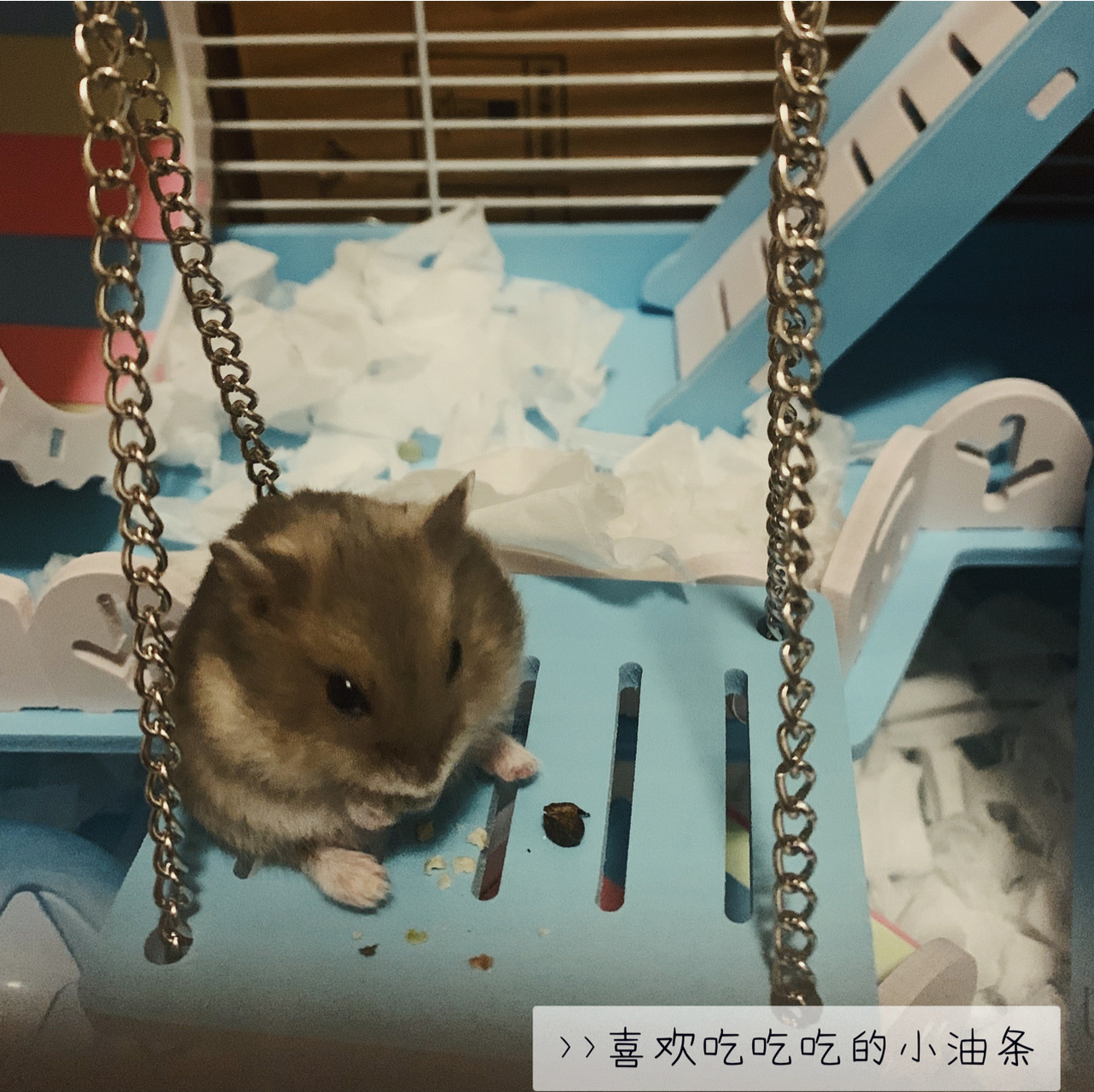 小仓鼠饲养指南 仓鼠品种:紫仓(三线,侏儒类) 991.